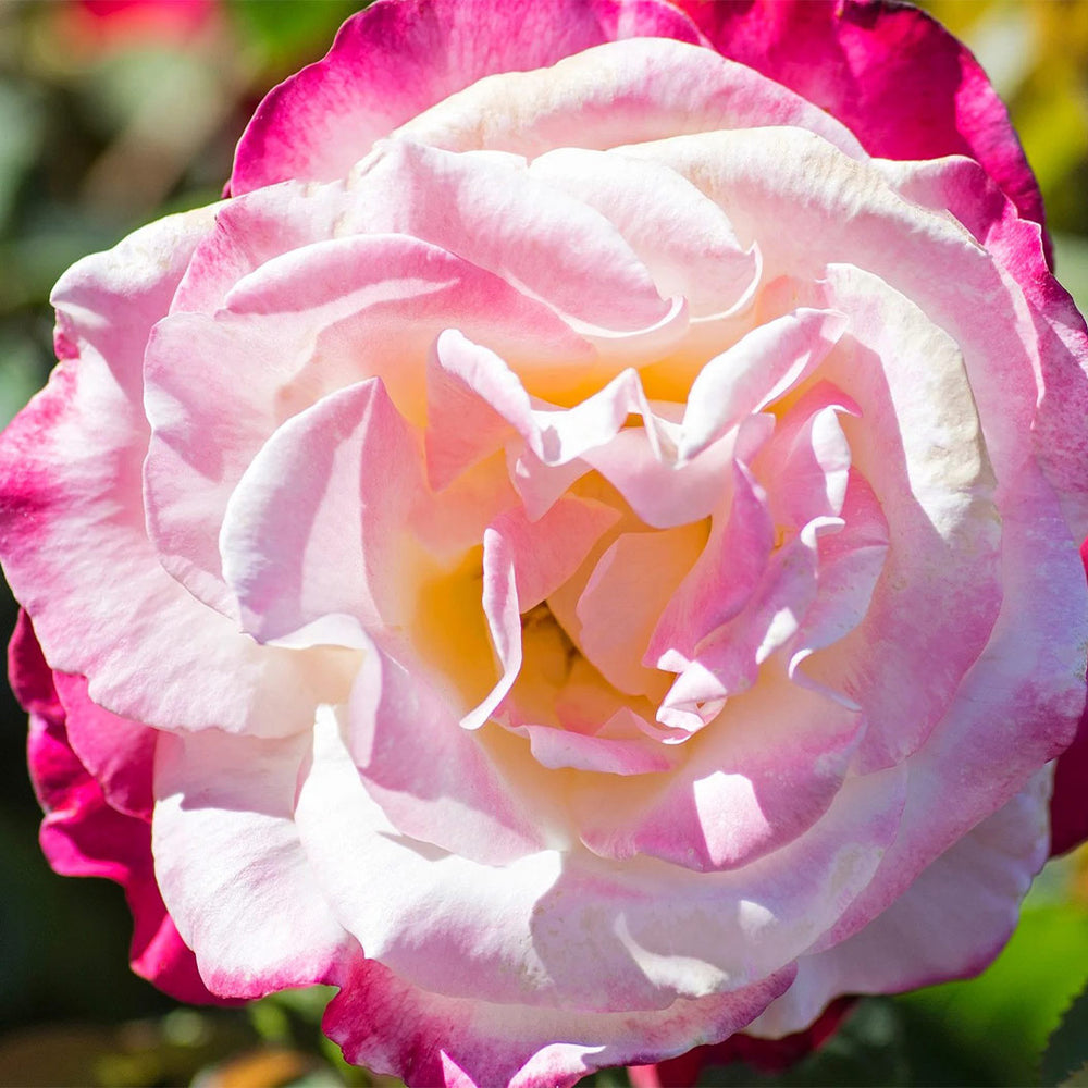 Double Delight™ Rose Shrub in Fiber Pot