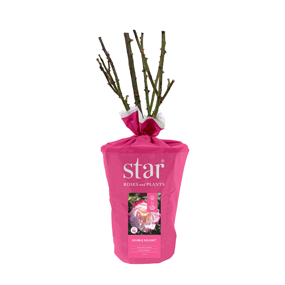 Double Delight™ Rose Shrub in Fiber Pot