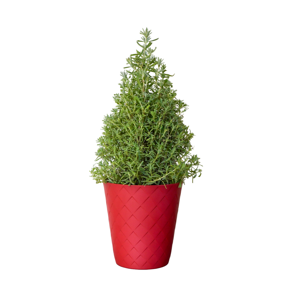 Lavender Cone in Red Lux Pot