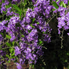 Sapphire Showers Duranta