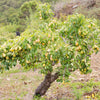 D'Anjou Pear Tree