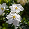 Daisy Gardenia