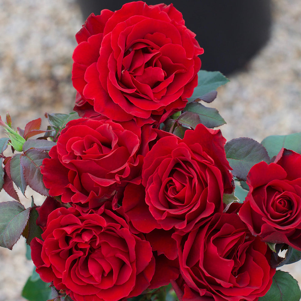 Dancing in the Dark® Rose Shrub