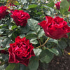 Dancing in the Dark® Rose Shrub