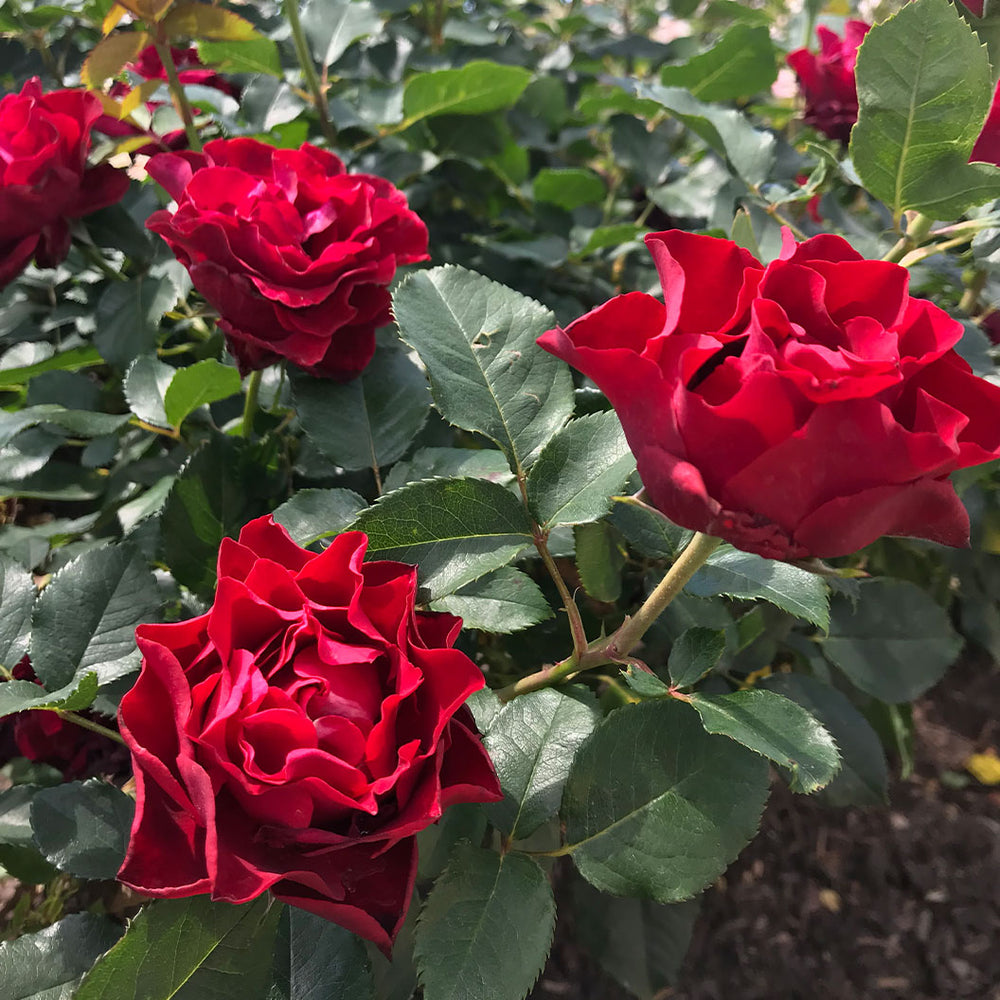 Dancing in the Dark® Rose Shrub