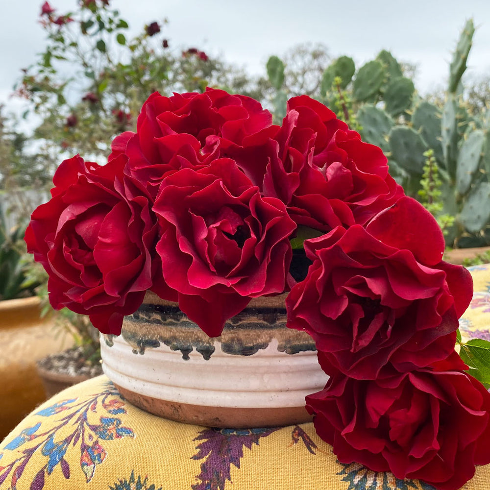 Dancing in the Dark® Rose Shrub