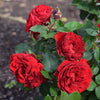 Dancing in the Dark® Rose Shrub