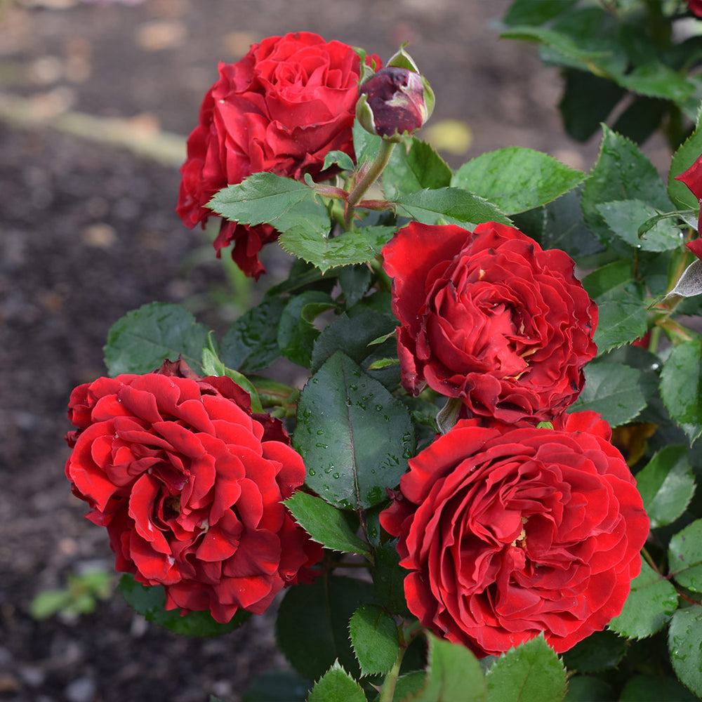 Dancing in the Dark® Rose Shrub