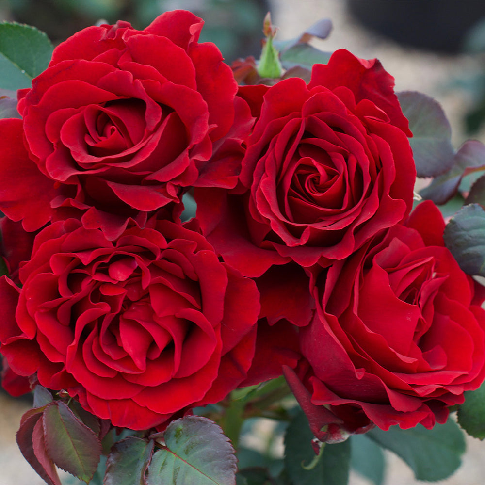 Dancing in the Dark® Rose Shrub