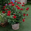Dancing in the Dark® Rose Shrub