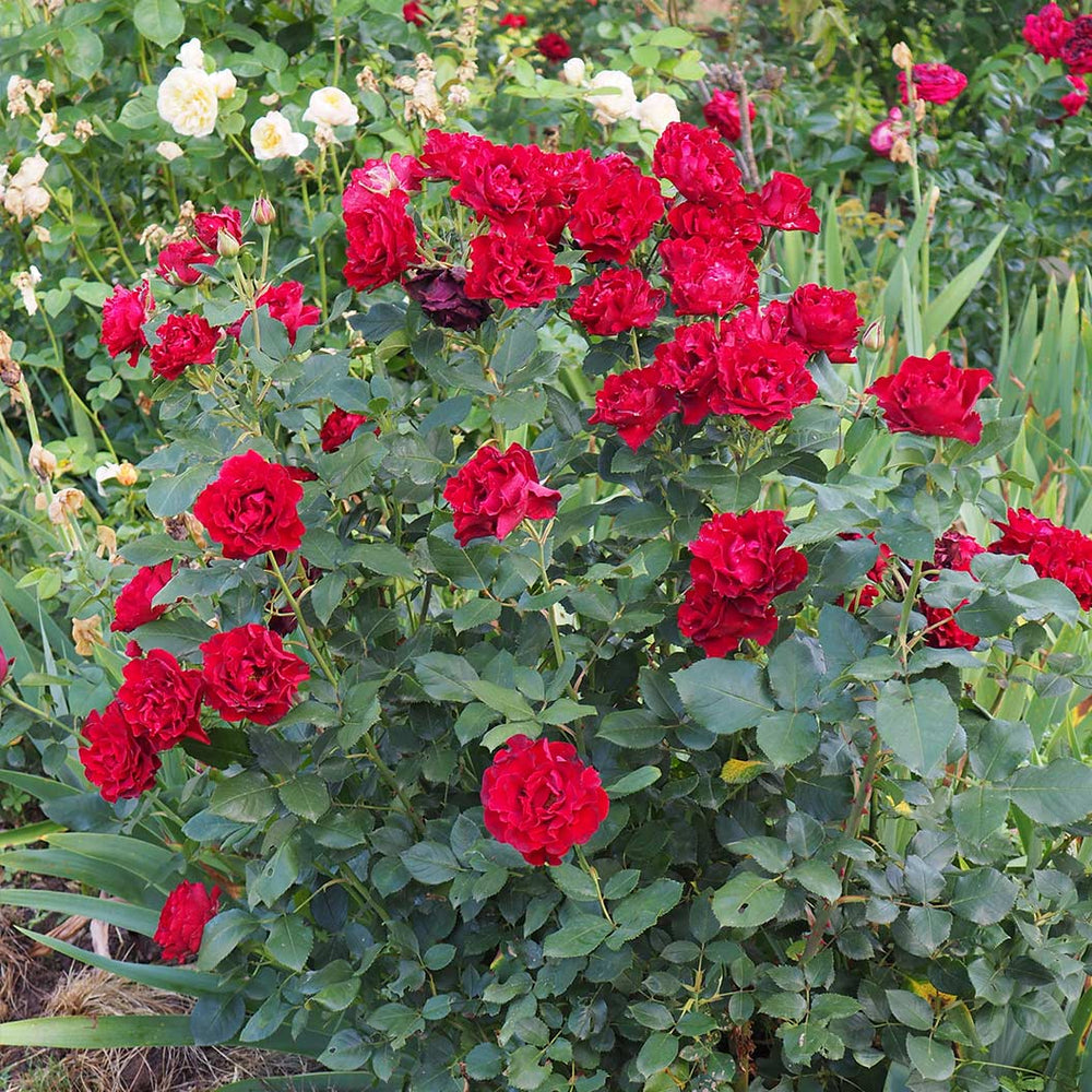 Dancing in the Dark® Rose Shrub
