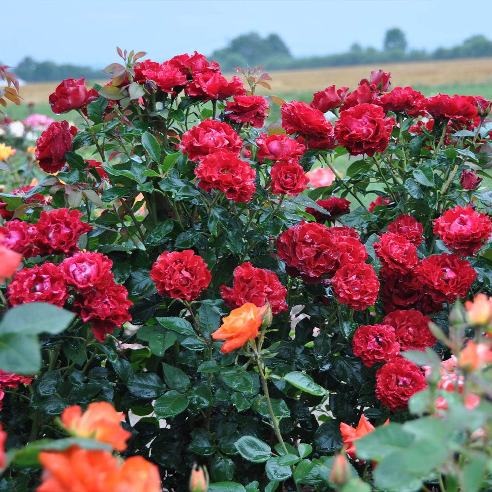 Dancing in the Dark® Rose Shrub