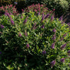 Dapper® Lavender Butterfly Bush