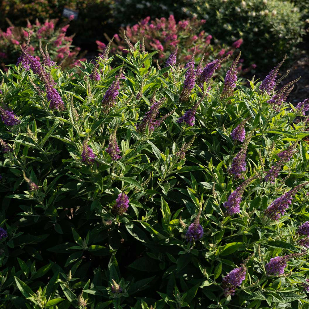 Dapper® Lavender Butterfly Bush