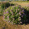 Dapper® Lavender Butterfly Bush