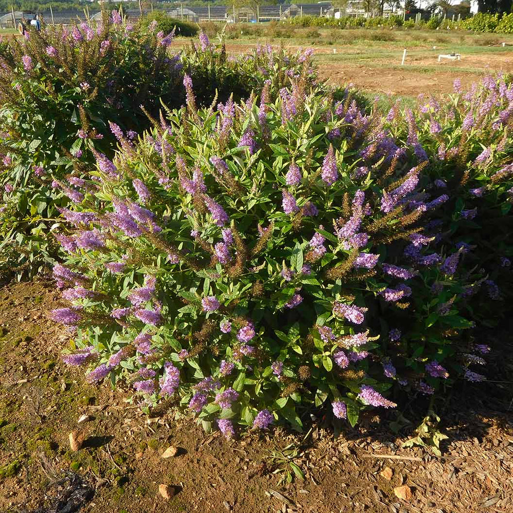 Dapper® Lavender Butterfly Bush