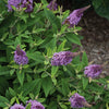 Dapper® Lavender Butterfly Bush