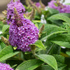 Dapper® Lavender Butterfly Bush