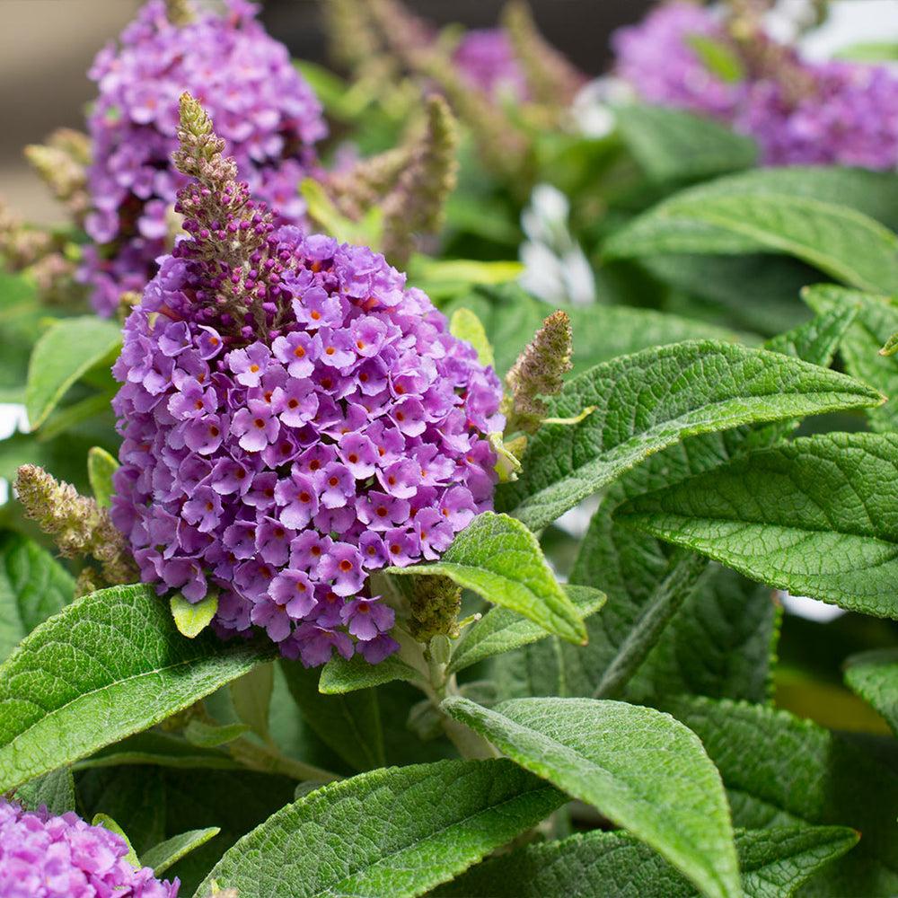Dapper® Lavender Butterfly Bush
