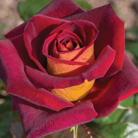 Dark Night™ Rose Shrub in Fiber Pot