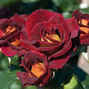 Dark Night™ Rose Shrub in Fiber Pot