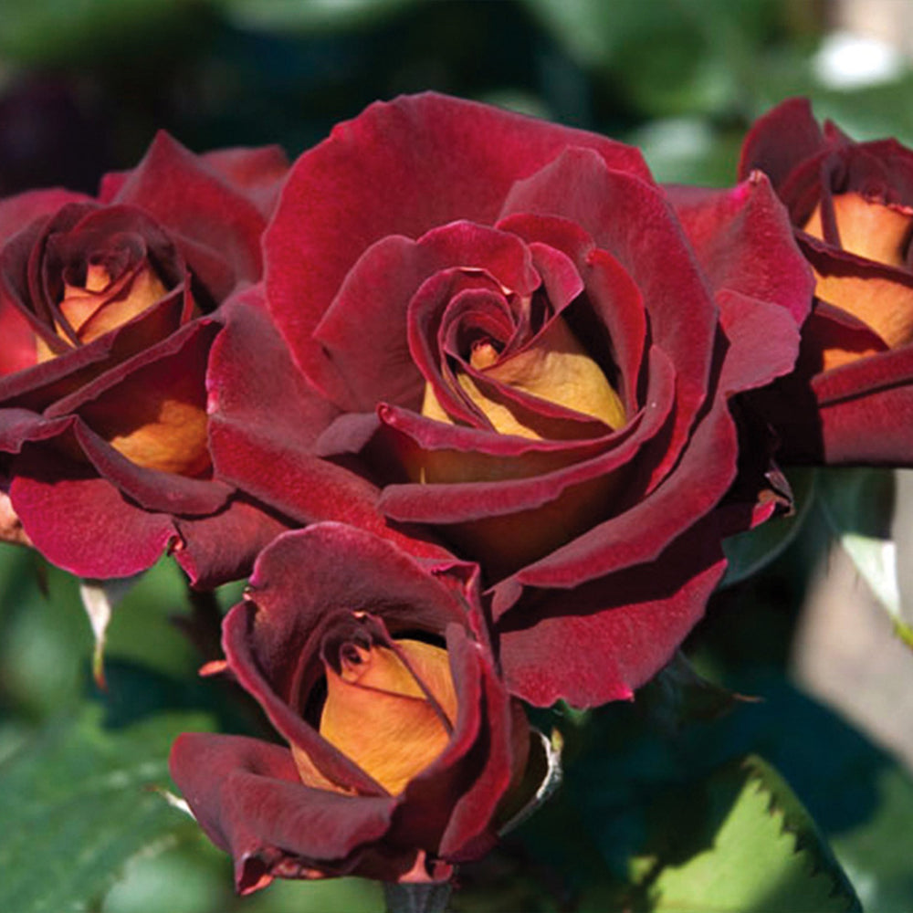 Dark Night™ Rose Shrub in Fiber Pot