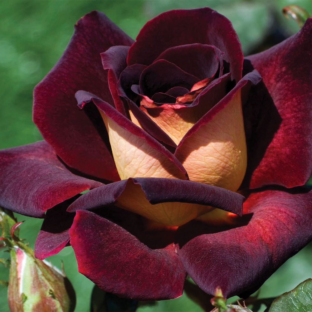 Dark Night™ Rose Shrub in Fiber Pot