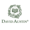 David Austin® Desdemona™ Rose Shrub