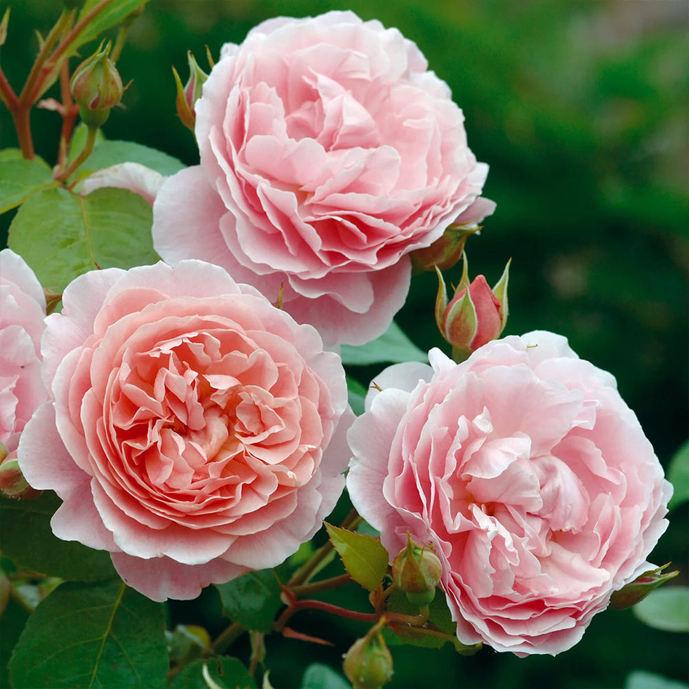 David Austin® Strawberry Hill® Climbing Rose Shrub