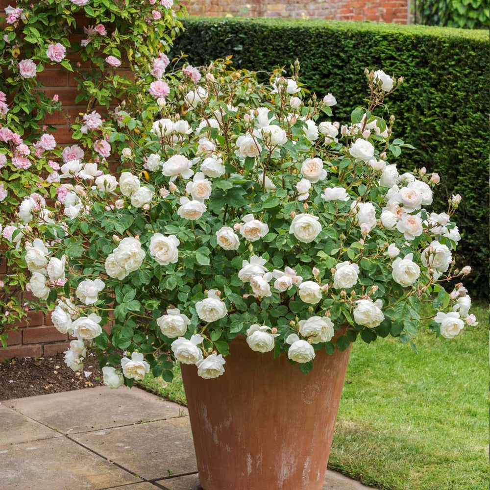 David Austin® Desdemona™ Rose Shrub