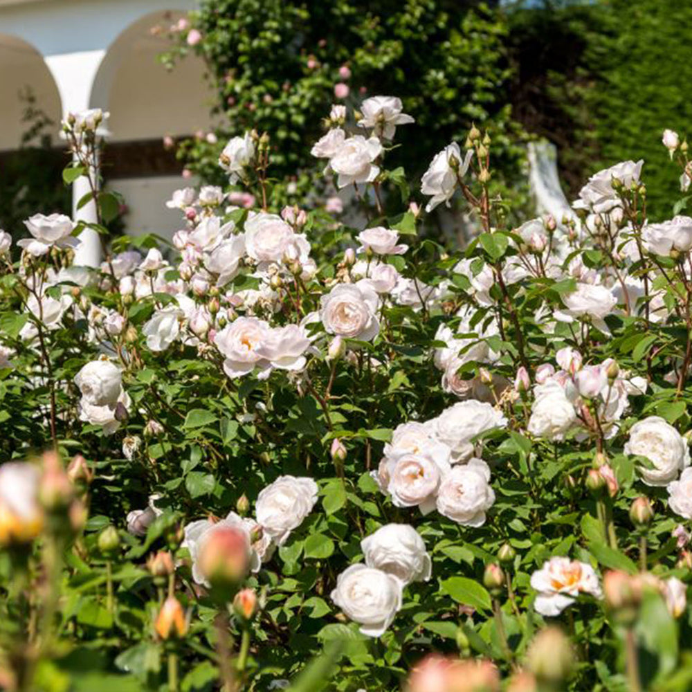 David Austin® Desdemona™ Rose Shrub