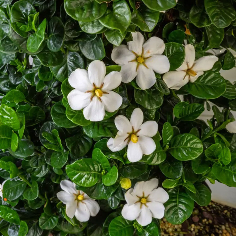 Diamond Spire® Gardenia