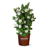 Diamond Spire® Gardenia