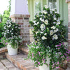 Diamond Spire® Gardenia