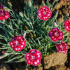 Better Versions® Mountain Frost™ Ruby Glitter Dianthus Plant