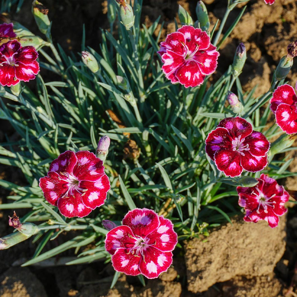 Better Versions® Mountain Frost™ Ruby Glitter Dianthus Plant