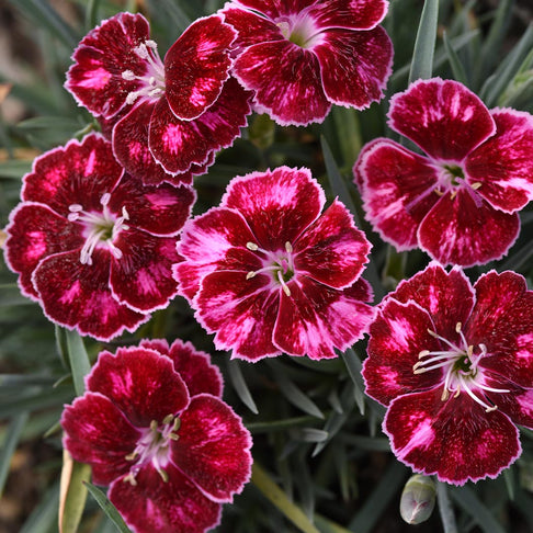 Better Versions® Mountain Frost™ Ruby Glitter Dianthus Plant