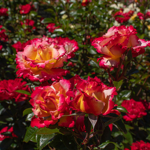Dick Clark Rose Shrub