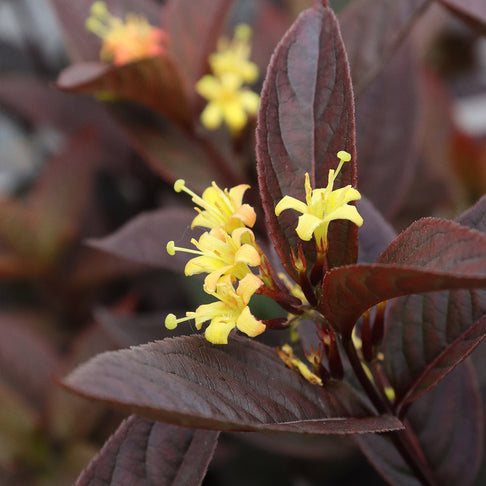 Proven Winners® Kodiak Jet Black Honeysuckle Shrub