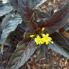 Proven Winners® Kodiak Jet Black Honeysuckle Shrub