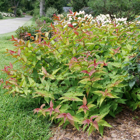 Proven Winners® Kodiak Red 2.0 Honeysuckle Shrub
