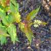 Proven Winners® Kodiak Red 2.0 Honeysuckle Shrub