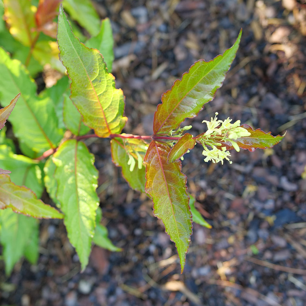 Proven Winners® Kodiak Red 2.0 Honeysuckle Shrub