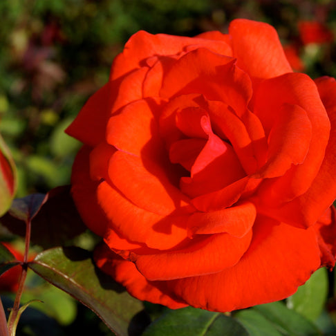 Dolly Parton Rose Bush