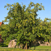 Dorsett Golden Apple Tree