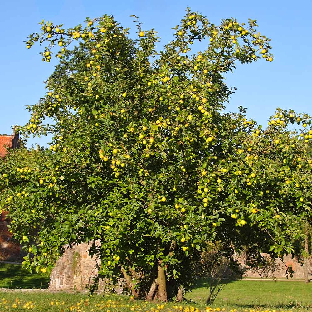 Dorsett Golden Apple Tree