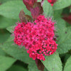 Proven Winners® Double Play Doozie® Spiraea