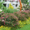 Proven Winners® Double Play Doozie® Spiraea