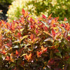 Proven Winners® Double Play Doozie® Spiraea