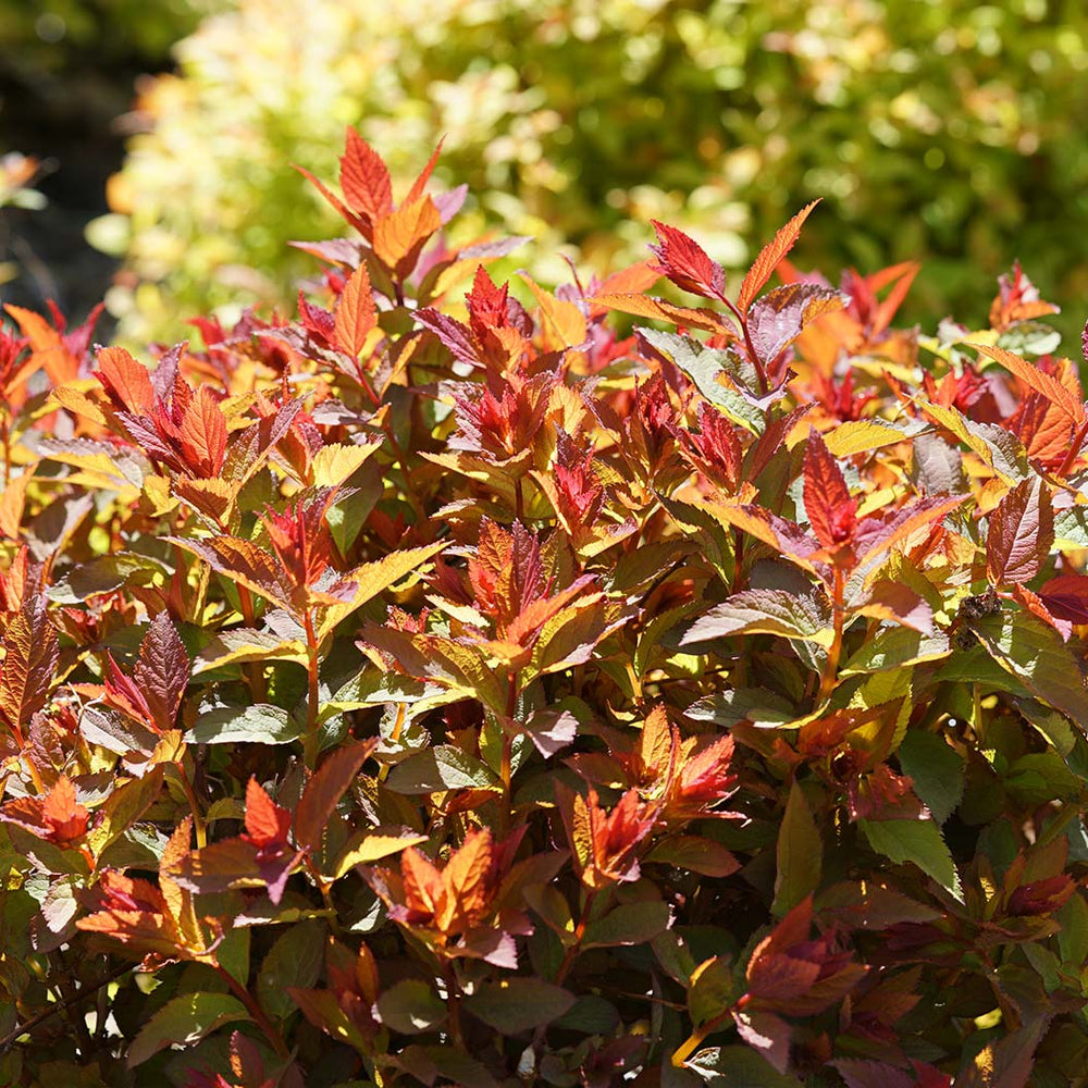 Proven Winners® Double Play Doozie® Spiraea